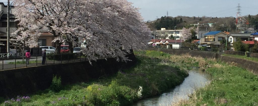 桜満開の川口川の風景