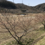 桜数輪のあきる野