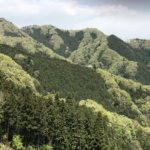 巨龍の動きの様に勢いづく新緑の帯