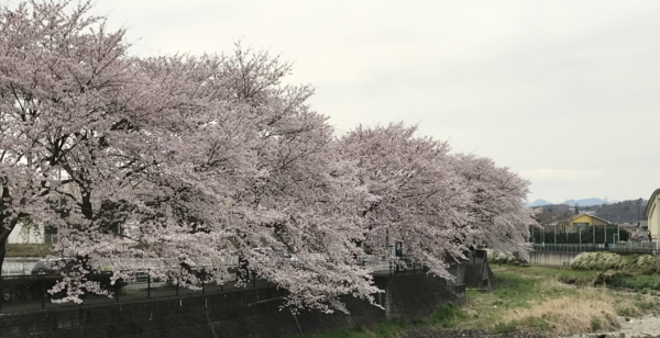 今年も、川口川の桜は見事に咲き誇りました