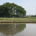 高月町　しろかき直後の田園風景