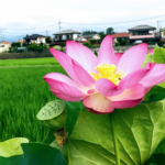 今年もきれいに咲きました（あきる野一の谷小）