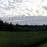 入道雲からうろこ雲へ、自然のリズム厳然と。（滝ケ原方面）