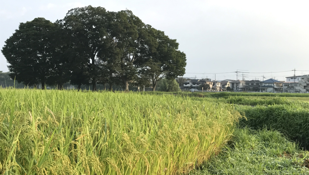 高月の田園風景