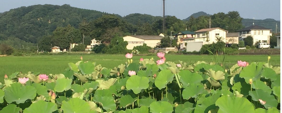 夏に咲き誇る蓮たち