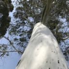 ユーカリの樹肌＆枝振り