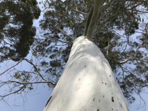 ユーカリの樹肌＆枝振り