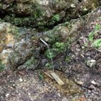 醍醐林道と湧き水