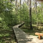 縦横に延びる木道