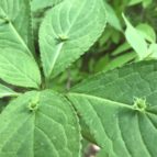 小宮公園　花筏