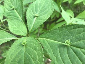 小宮公園　花筏