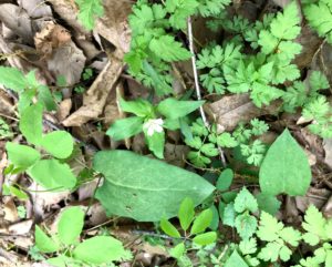 可憐・・ワダソウ