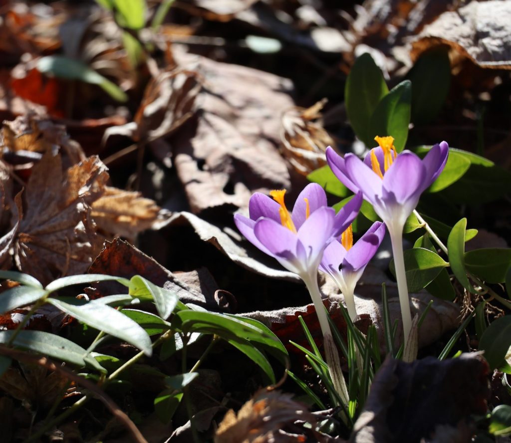 光との調合・クロッカス