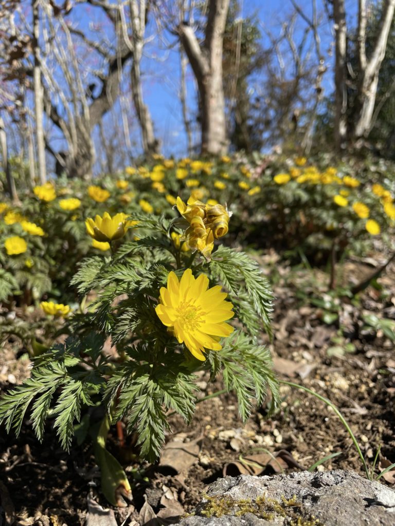 フクジュソウの揃い踏み