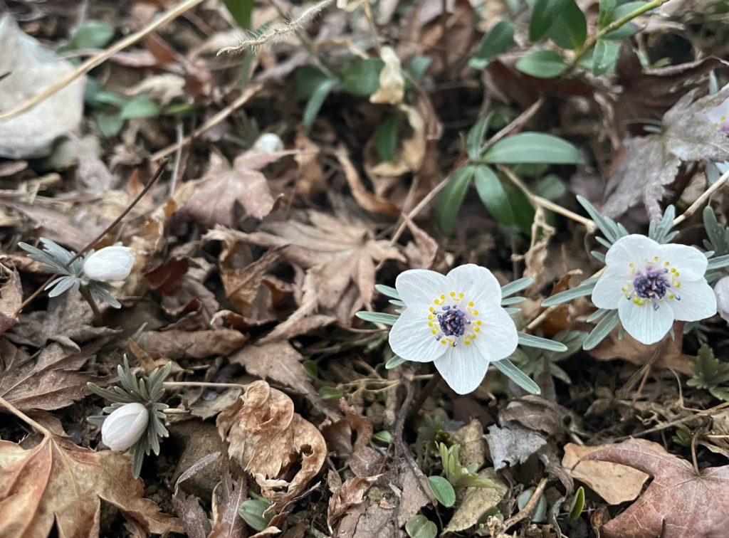 咲く姿とても見事にセツブンソウ