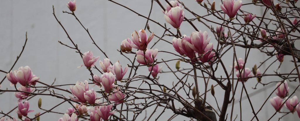 街中に咲く紫モクレン