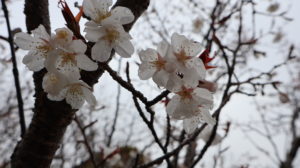 雨を含んで咲く桜