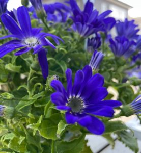 紺色・鮮やかサイネリア