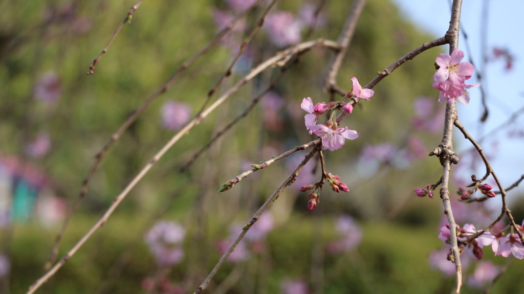 公園の水場にひっそりベニシダレ桜