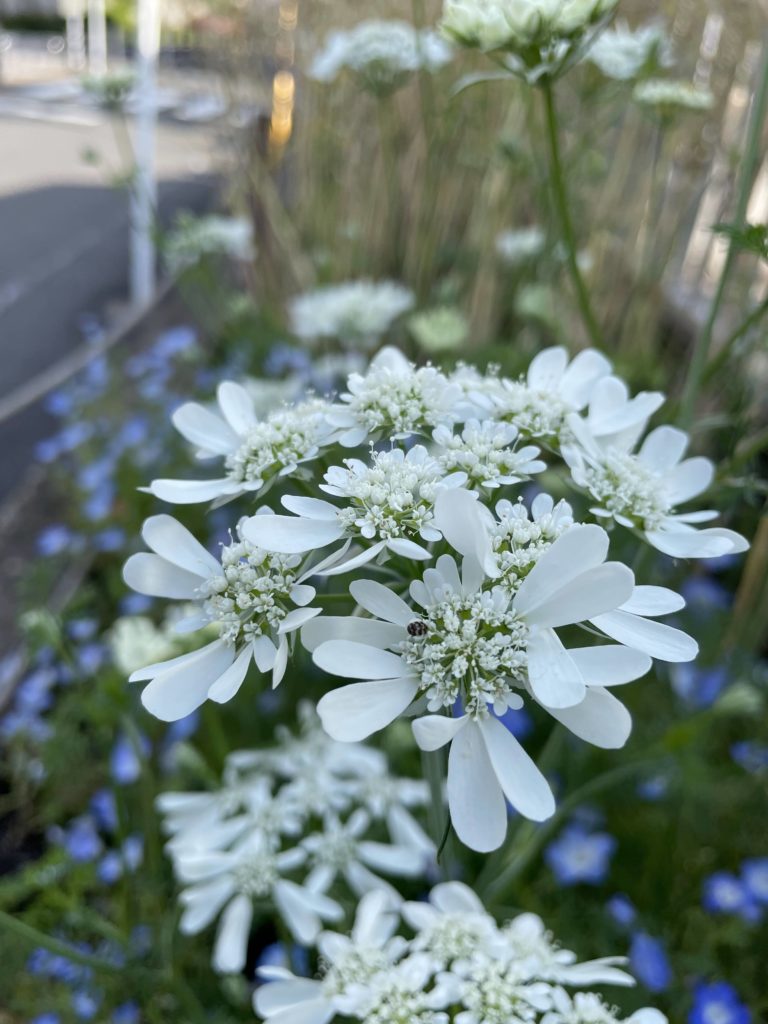 レース生地の如しオルレア