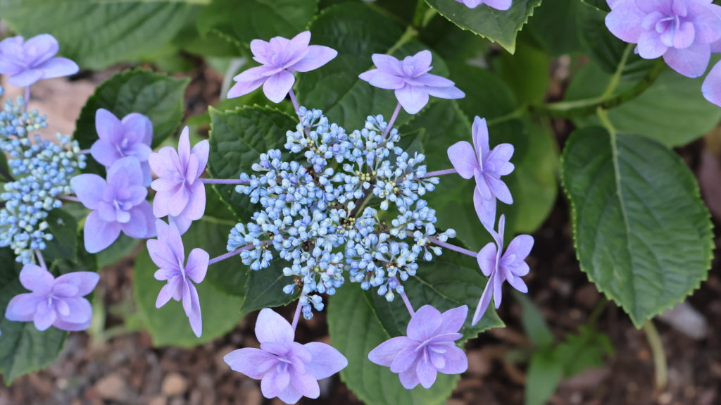 線香花火？いえ紫陽花です