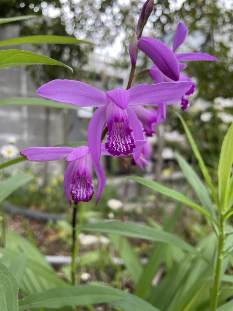 咲き誇る紫蘭たち