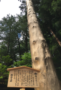 迫力ある御柱