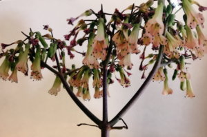 コダカラベンケイソウ