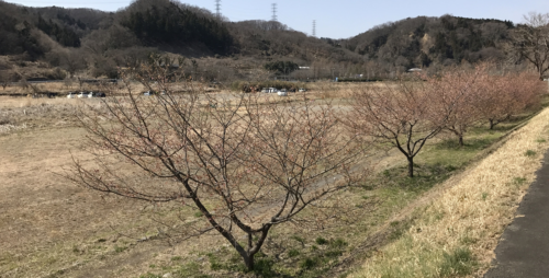 桜数輪のあきる野