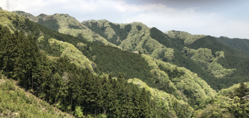 巨龍の動きの様に勢いづく新緑の帯