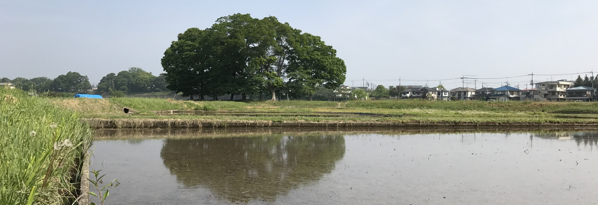 高月町　しろかき直後の田園風景