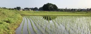 高月町　田植え後の田園風景