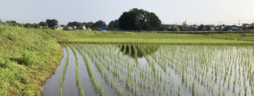 高月町　田植え後の田園風景
