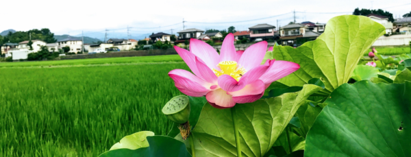 今年もきれいに咲きました（あきる野一の谷小）