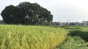 高月の田園風景