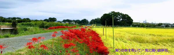 実りの秋を寿いで一気に開く彼岸花