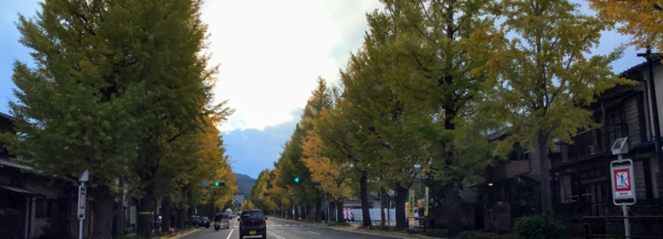 冬への身支度いちょう並木　甲州街道　西八王子から