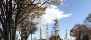 すでに冬の装いの秋留台公園