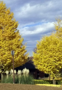 見事な銀杏の紅葉