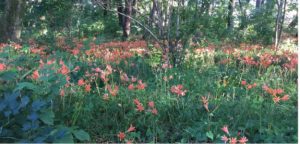 清水公園 キツネノカミソリの群生