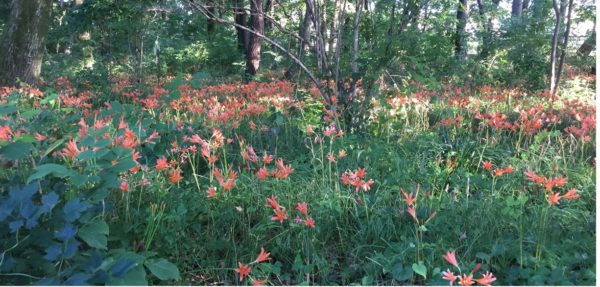 清水公園 キツネノカミソリの群生