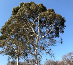 ユーカリの木