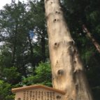 迫力ある御柱