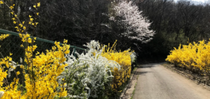 レンギョウ、ユキヤナギ、サクラの合唱祭