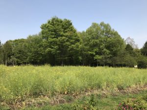 小宮公園菜の花畑と森