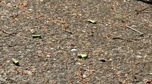 醍醐林道オトシブミ