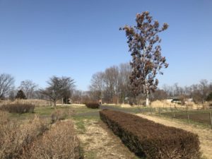 ユーカリの樹１