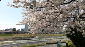 しばし春爛漫･･浅川の風景