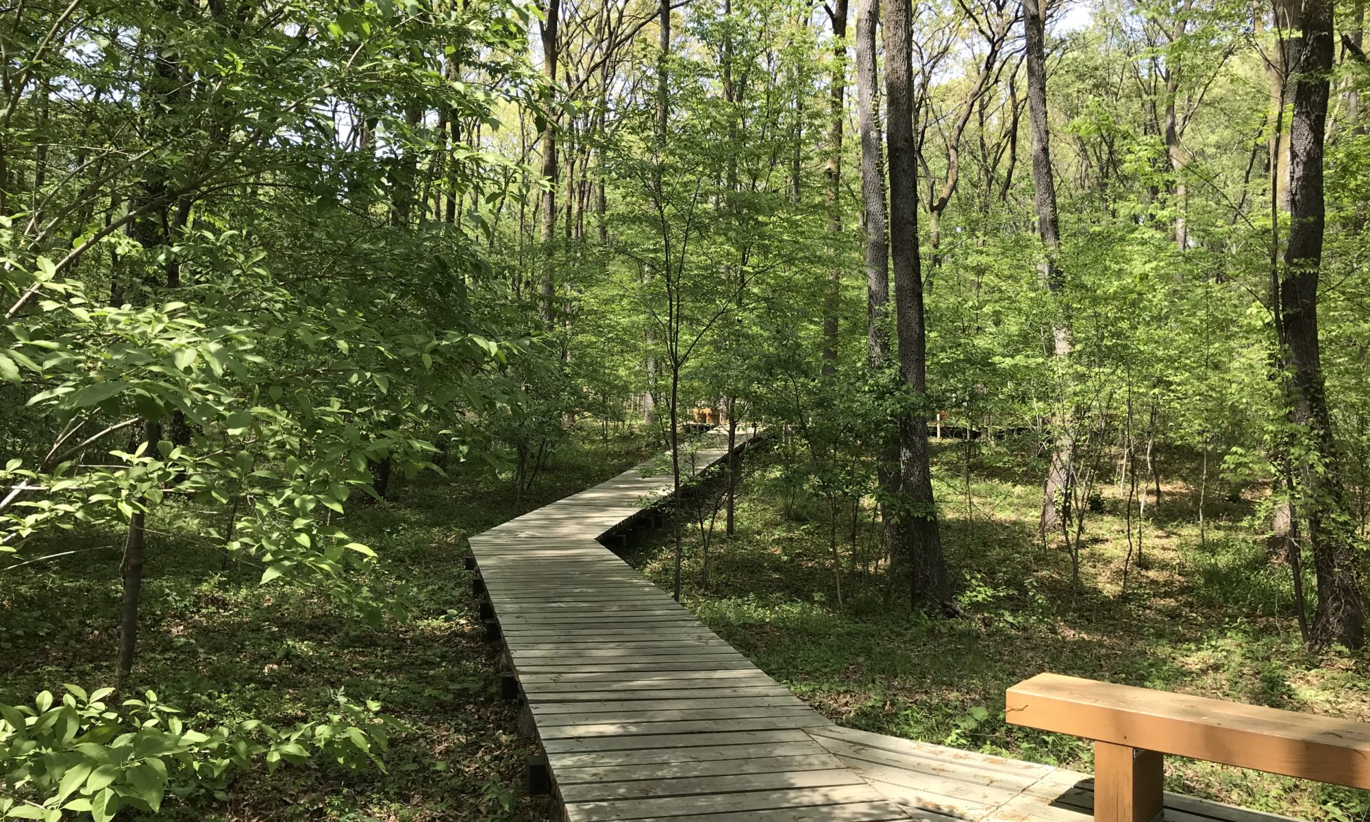 縦横に延びる木道