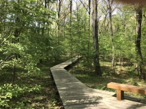 縦横に延びる木道